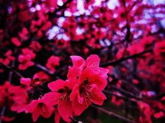 -洨河生态公园