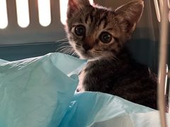 -艾吉宠物医院·疑难杂症转诊中心·猫友好(碧江路院)