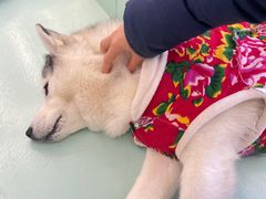 -怪兽屋·羊驼·猫咖·狗咖(俊华广场店)