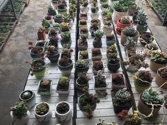 -甜心庄园·甜心草莓采摘园(西青中北店)