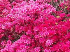 -木兰云雾山