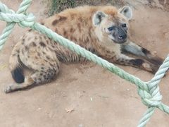 -西霞口神雕山野生动物世界