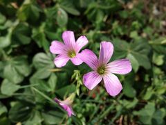 -广西壮族自治区药用植物园