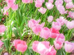 -洛阳郁金香牡丹园