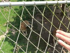 -西霞口神雕山野生动物世界