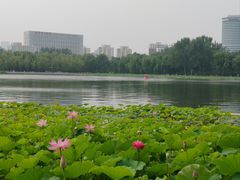 -莲花池公园