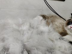 -乐琪宠物医院·犬猫专科·骨外科·急重症