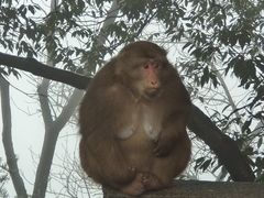 -九华山风景区-东崖禅寺