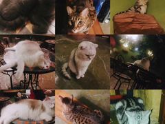 -猫猫幼稚园·撸猫·桌游·电玩