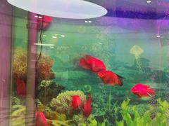 -雅悦齿科(顾村公园店)
