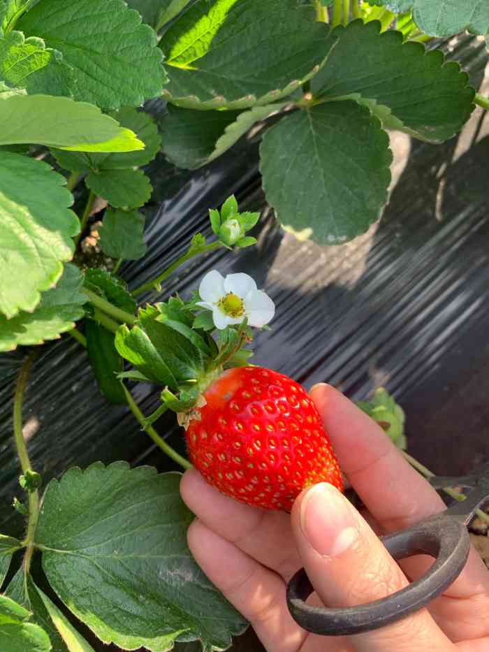 古港草莓园-"万胜围地铁站附近有一大片农田,高压电塔下.