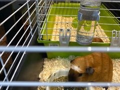 -酷以爬仙阁实体爬宠店·守宫·蜥蜴·专业繁育