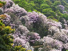 -梧桐山风景名胜区