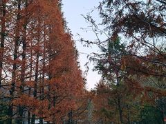 -白水寺森林公园