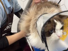 -瑞鹏宠物医院犬猫全科(真大分院)