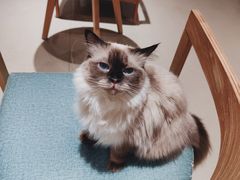 -藏猫猫咖啡主题馆(中央大道店)