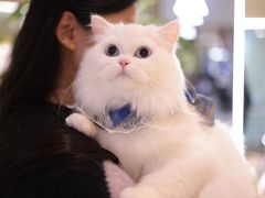 -momokira米努特·德文卷毛猫·棉花面纱犬
