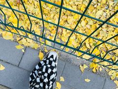 -三里屯东五街银杏大道