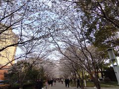 -高东镇樱花园