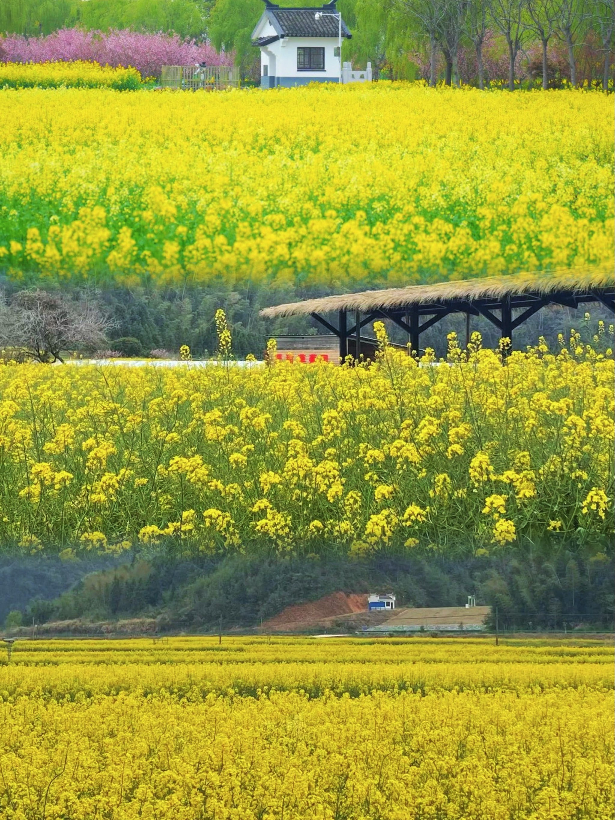 上饶婺源油菜花图片