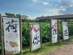 -荷花荡