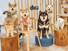 -柴迷FANS CLUB·柴犬狗咖·猫咖