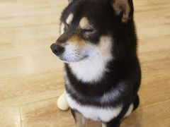 -南京Hallo宠物乐园·哈罗犬舍·柴犬繁育基地