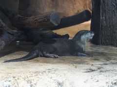 -迪拜水族馆及水下动物园