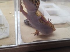 -酷以爬仙阁实体爬宠店·守宫·蜥蜴·专业繁育