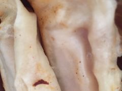 -胖子锅贴(双阳路111弄店)