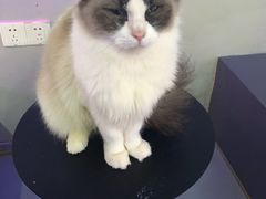 -极木²邸 人与宠物·互动社区