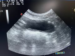 -欧奕国际动物医院