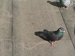 -海珠湖公园