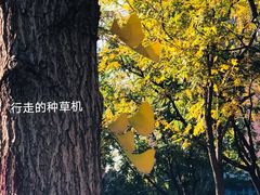 -莲花池公园