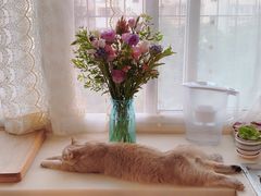 -猫大福·Fortune Cat猫舍(百子湾店)