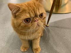 -飞行喵MR PILOT|猫舍·猫咖(静安大融城店)
