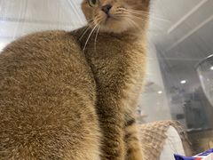 -楼上猫咖(罗湖店)