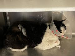 -萌兽医馆·犬猫专科·眼科中心·宠物医院(朝阳门分院)