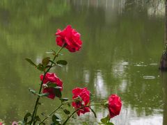 -人民公园(罗湖区)