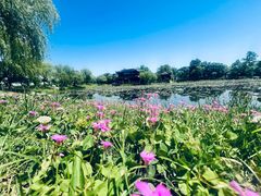 -尚湖风景区