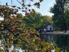 -上海共青森林公园