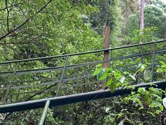 -莫里热带雨林景区