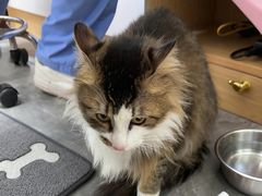 -东莞宠友24H宠物中心医院·转诊夜诊·异宠(新河北路院)