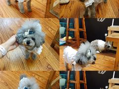 -志龙皇冠吃货椰子铺