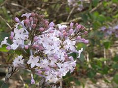 -沈阳辉山风景区