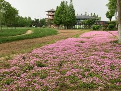 -杭州湾海上花田景区