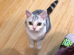 -爱妮康宠物医院·干细胞免疫细胞·肿瘤·心脏(张江店)