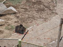 -青藏高原野生动物园