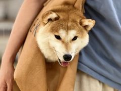 -逗柴咖啡屋·狗咖猫咖宠物桌游
