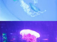 -南昌海洋公园